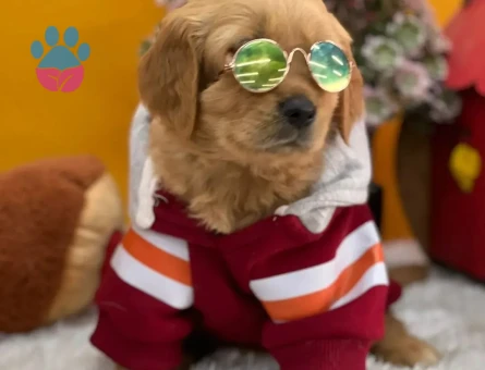 Bebek Surat Erkek ve Dişi Golden Retrievr Yavrular - 10672 - Görsel 3
