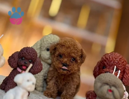 En Zeki Ufak Irk ToyPoodle Bebekler Sizlerle - 10674
