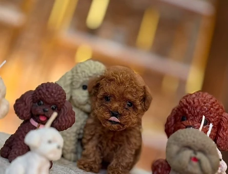 En Zeki Ufak Irk ToyPoodle Bebekler Sizlerle - 10674