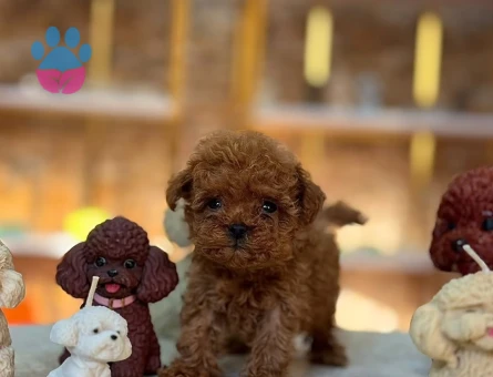 En Zeki Ufak Irk ToyPoodle Bebekler Sizlerle - 10674 - Görsel 3
