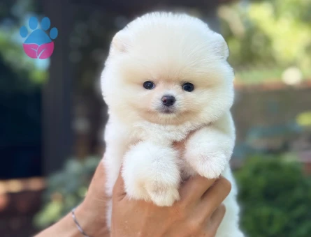Bebek Surat Yapısına Sahip Pomeranian Boo Yavrularımız - 10675 - Görsel 3