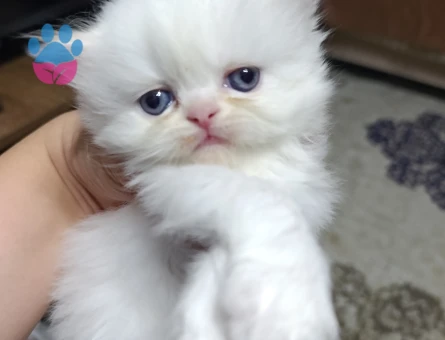 İran chincila 2 Aylık - 10676 - Görsel 3