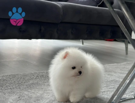 POMERANIAN ÜRETİM ÇİFTLİĞİNDEN - 10677 - Görsel 5