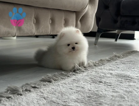 POMERANIAN ÜRETİM ÇİFTLİĞİNDEN - 10677 - Görsel 3