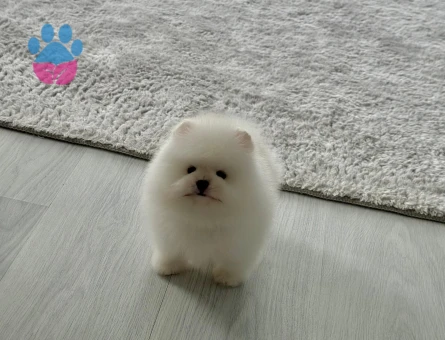 POMERANIAN ÜRETİM ÇİFTLİĞİNDEN - 10677 - Görsel 2