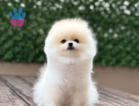 POMERANIAN ÜRETİM ÇİFTLİĞİNDEN - 10678 - Görsel 5