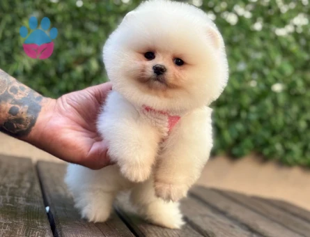 POMERANIAN ÜRETİM ÇİFTLİĞİNDEN - 10679 - Görsel 4