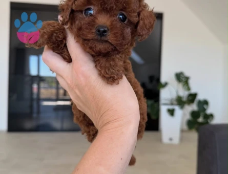 SAFKAN POODLE YAVRULARI - 10683