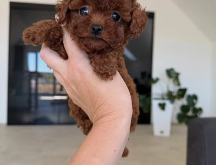 SAFKAN POODLE YAVRULARI - 10683