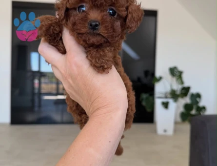 SAFKAN POODLE YAVRULARI - 10683 - Görsel 3