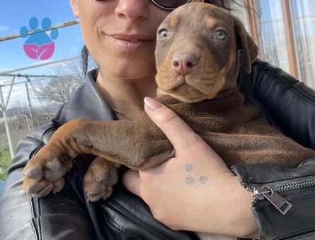 Doberman yavrularım sağlık ve ırk garantilidir - 10684 - Görsel 4