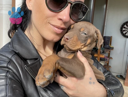 Doberman yavrularım sağlık ve ırk garantilidir - 10684 - Görsel 2