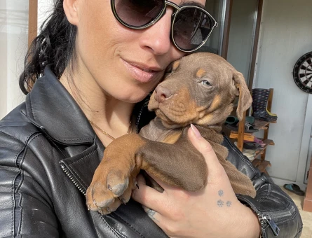 Doberman yavrularım sağlık ve ırk garantilidir - 10684