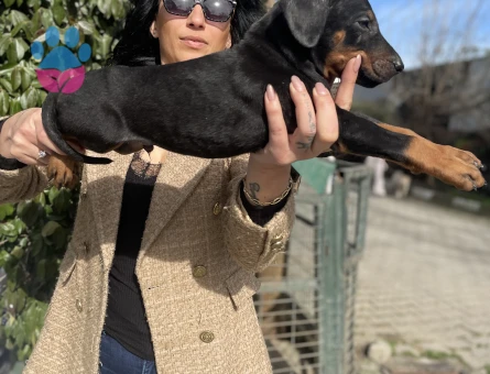 Doberman yavrularım sağlık ve ırk garantilidir - 10684 - Görsel 5