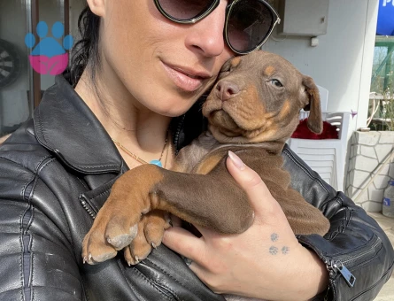 Doberman yavrularım sağlık ve ırk garantilidir - 10684 - Görsel 3