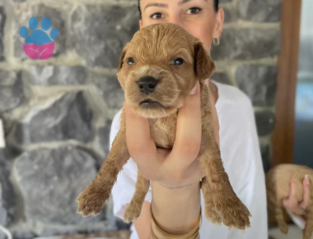 Maltipoo yavrularım sağlıklı ve garantilidir - 10685