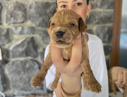 Maltipoo yavrularım sağlıklı ve garantilidir - 10685