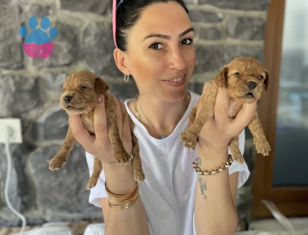 Maltipoo yavrularım sağlıklı ve garantilidir - 10685 - Görsel 3