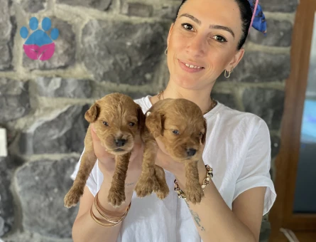 Maltipoo yavrularım sağlıklı ve garantilidir - 10685 - Görsel 4