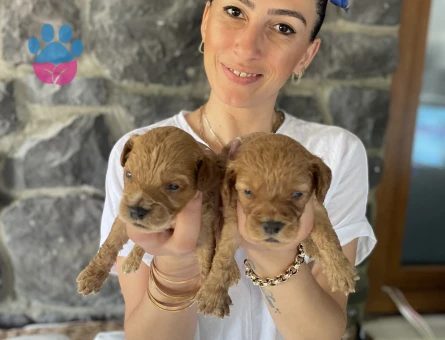Maltipoo yavrularım sağlıklı ve garantilidir - 10685 - Görsel 5