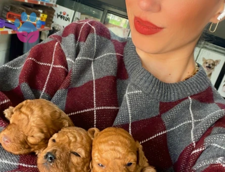 Toy poddle yavrularım sağlık ve garantilidir - 10686 - Görsel 4