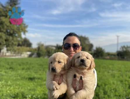 Golden retriver yavrularım sağlık ve garantilidir - 10688 - Görsel 3