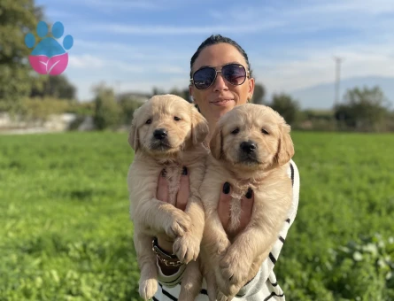Golden retriver yavrularım sağlık ve garantilidir - 10688 - Görsel 5