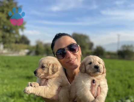 Golden retriver yavrularım sağlık ve garantilidir - 10688 - Görsel 4