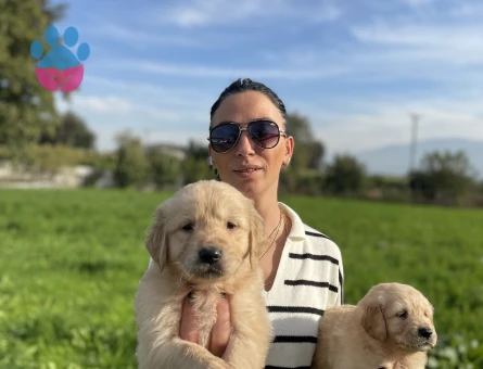 Golden retriver yavrularım sağlık ve garantilidir - 10688 - Görsel 2