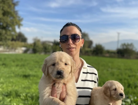 Golden retriver yavrularım sağlık ve garantilidir - 10688