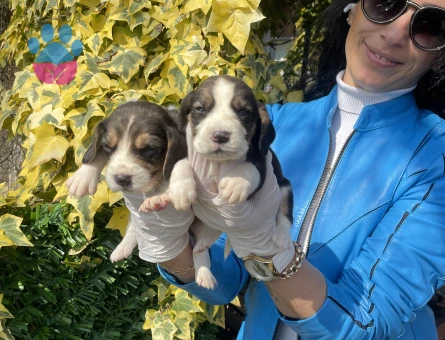 Beagle yavrularım sağlık ve garantilidir - 10689 - Görsel 4