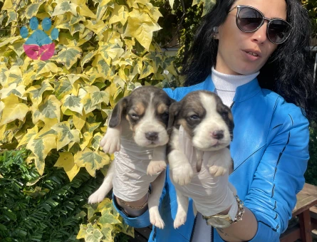 Beagle yavrularım sağlık ve garantilidir - 10689 - Görsel 2
