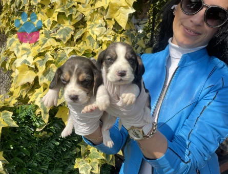Beagle yavrularım sağlık ve garantilidir - 10689 - Görsel 3