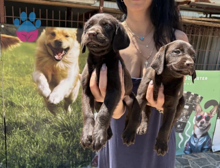 Labrador yavrularım sağlık ve ırk garantilidir - 10690 - Görsel 3