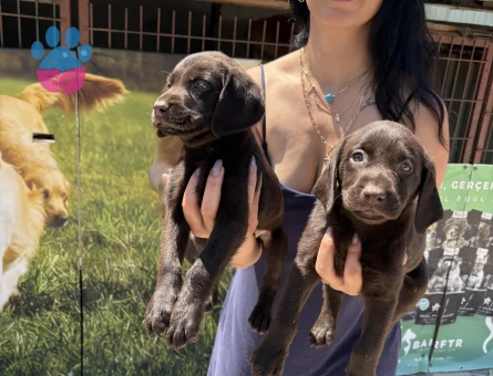 Labrador yavrularım sağlık ve ırk garantilidir - 10690 - Görsel 4