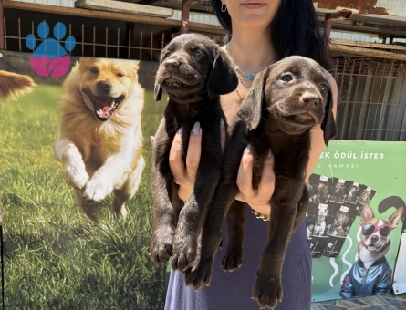 Labrador yavrularım sağlık ve ırk garantilidir - 10690 - Görsel 5