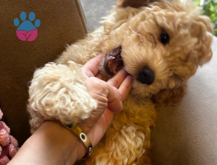Poodle Kızımız Yeni Yuvasını Bekliyor 🤎 - 10691