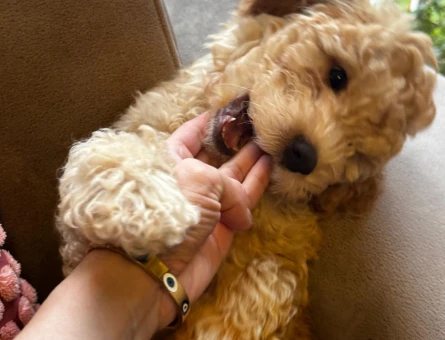 Poodle Kızımız Yeni Yuvasını Bekliyor 🤎 - 10691