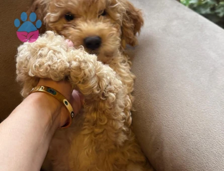 Poodle Kızımız Yeni Yuvasını Bekliyor - 10691 - Görsel 4