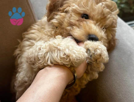 Poodle Kızımız Yeni Yuvasını Bekliyor - 10691 - Görsel 3