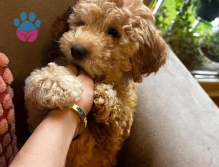 Poodle Kızımız Yeni Yuvasını Bekliyor - 10691 - Görsel 5