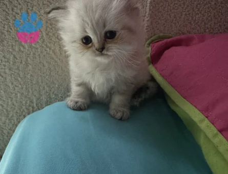 British Shorthair 2 Aylık Yuva Arıyor - 10692 - Görsel 3
