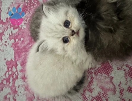 British Shorthair 2 Aylık Yuva Arıyor - 10692 - Görsel 2