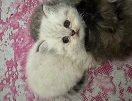 British Shorthair 2 Aylık Yuva Arıyor - 10692