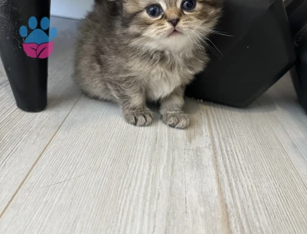 British Shorthair 2 Aylık Yuva Arıyor - 10692 - Görsel 4