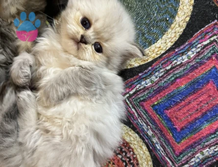British Shorthair 2 Aylık Yuva Arıyor - 10692 - Görsel 5