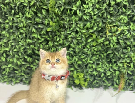 British Shorthair Golden Erkek Yavrumuz - 10694