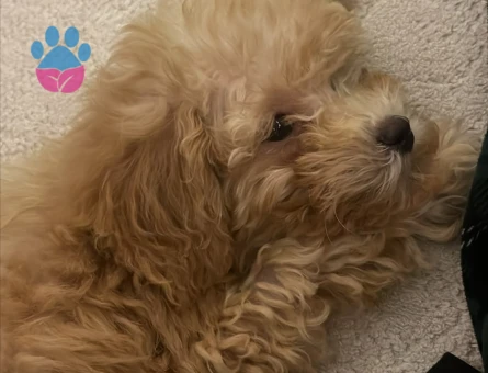 ✨Toy Poodle✨Eşyalarıyla verilecek - 10695