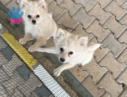Güneş ve bulut - 10699 - Görsel 4
