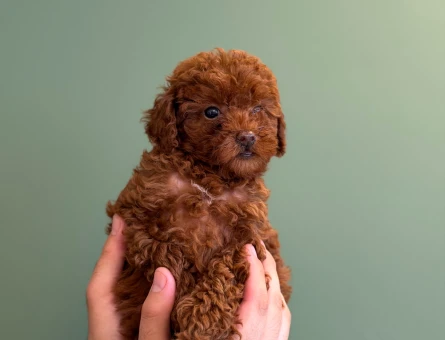 Safkan Toy Poodle Dişi ve Erkek Yavrularımız - 10703